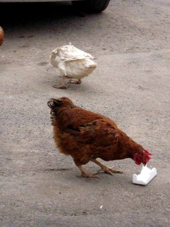 Chicken and Hen - alley - near Baghir al-Ulum mosque - Nishapur 1
