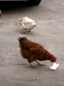 Chicken and Hen - alley - near Baghir al-Ulum mosque - Nishapur 1