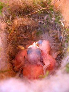 Chickadee nestlings