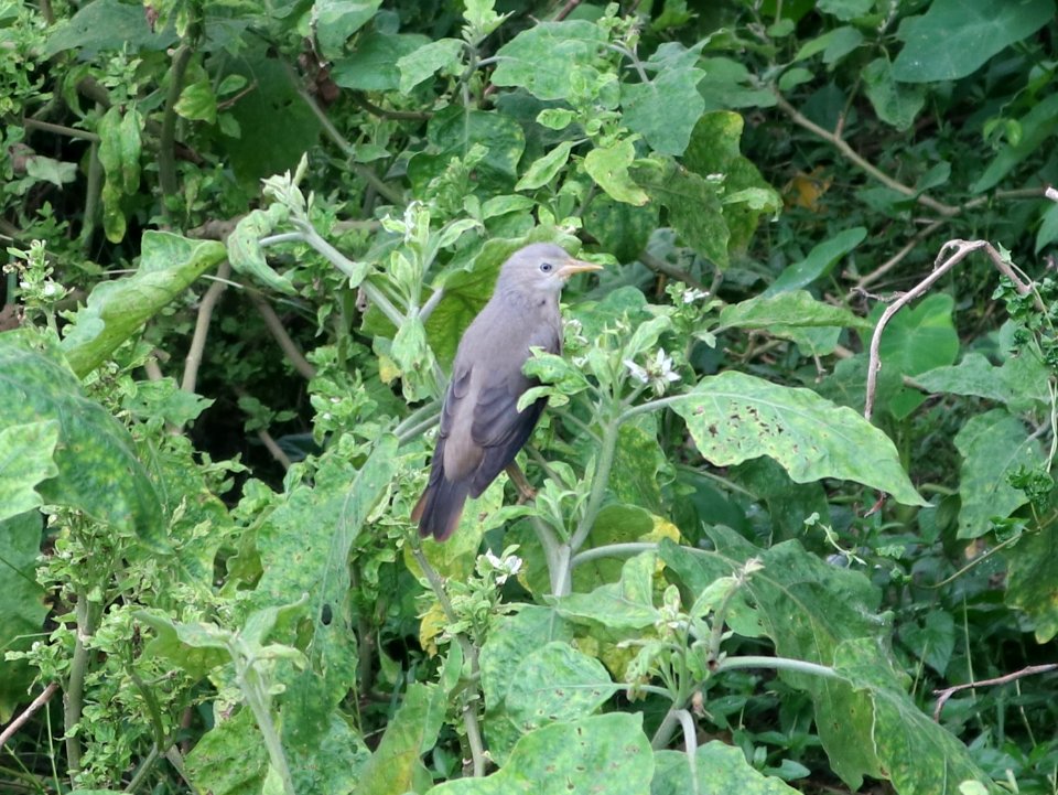 Chestnut-tailed starling or grey-headed myna (Sturnia malabarica)