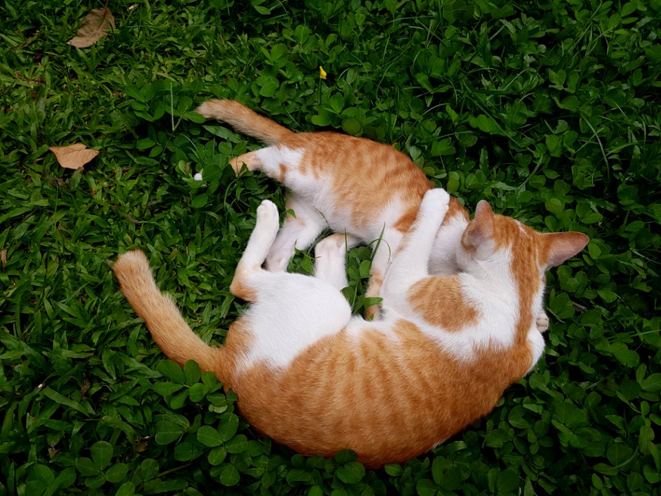 Chiang Mai kitties - 2017-07-09 (001)