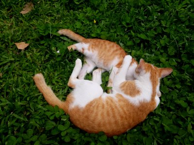 Chiang Mai kitties - 2017-07-09 (001)