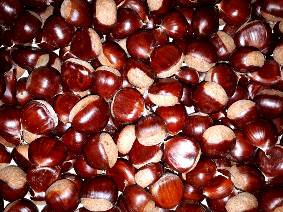 Chestnuts September 2017 - B