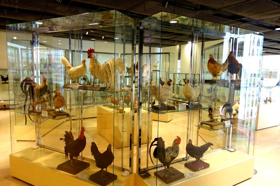 Chicken collection - Food and Agriculture Museum - Setagaya, Tokyo, Japan - DSC09710
