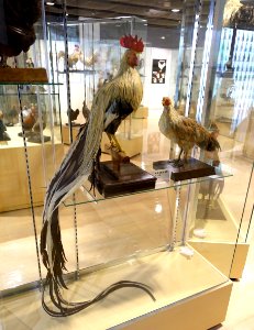 Chicken collection - Food and Agriculture Museum - Setagaya, Tokyo, Japan - DSC09724