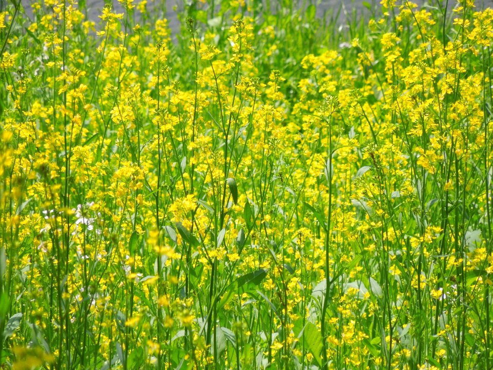 Landscape yellow japan