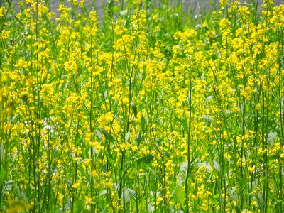 Landscape yellow japan