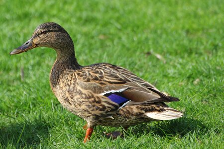 Meadow duck bird water bird photo