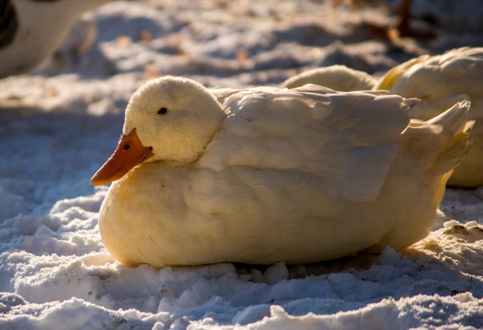 Winter bird sunny