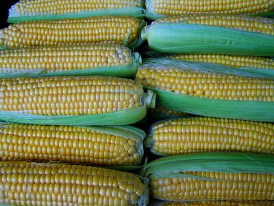 Corn dessert food