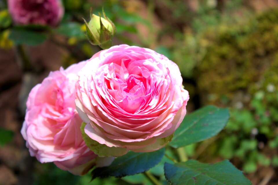 Nature pink flowers rosebush