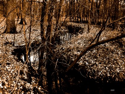 Chemin D Eau En Forêt (64797407)
