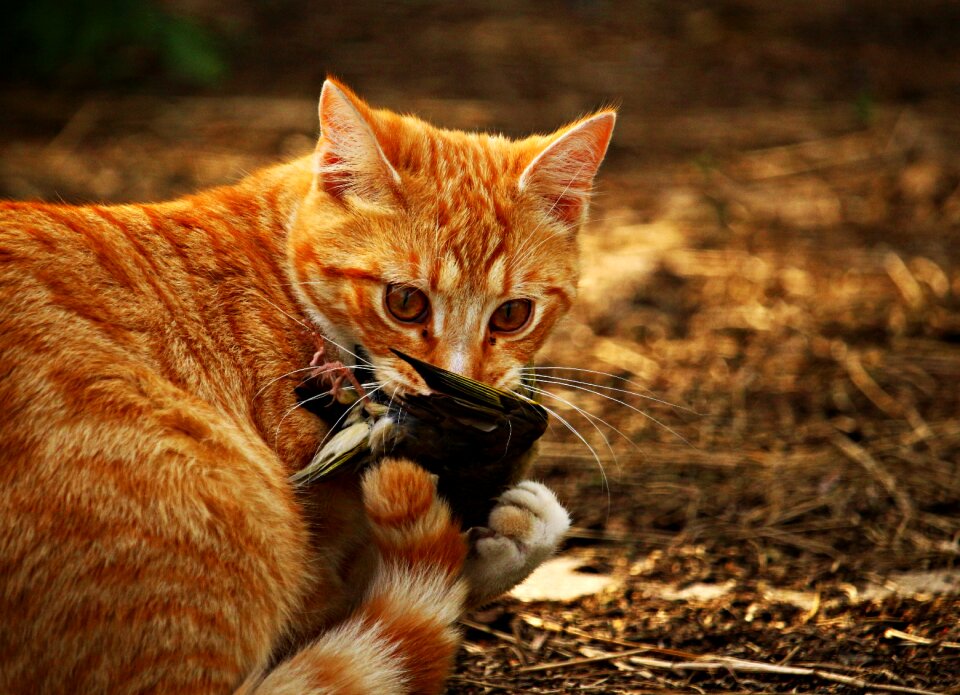 Prey red mackerel tabby red cat