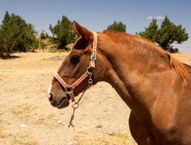 Cheval Sierra Nevada 1