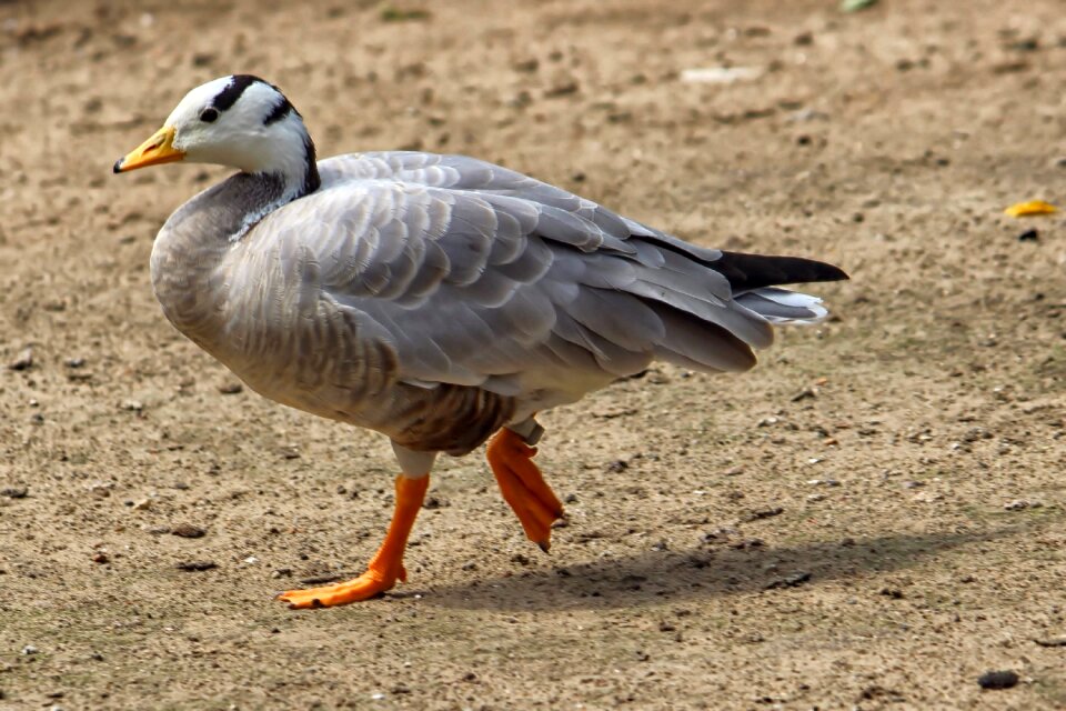 Water bird animal nature