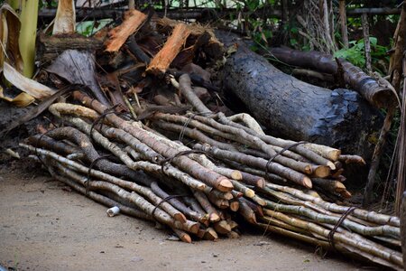 Odisha cutting stop