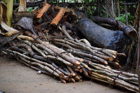 Odisha cutting stop photo