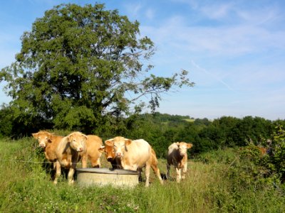 Chey (Deux-Sèvres) paysage avec vaches