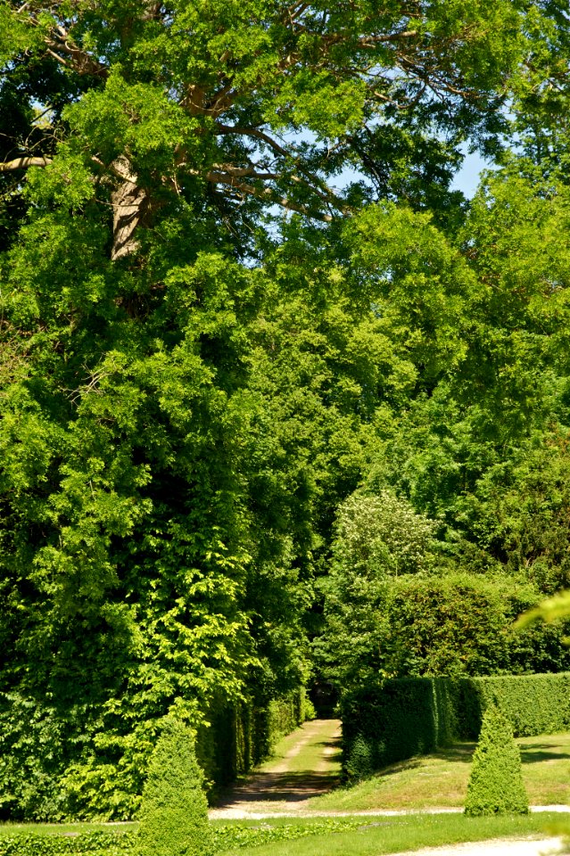 Chemin verdure Champs-sur-Marne