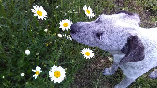 Spring pet meadow
