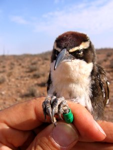 Chestnut-crowned babbler in hand