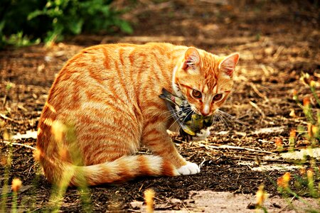 Prey red mackerel tabby red cat