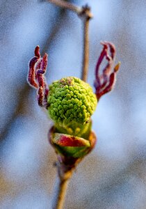 Closeup macro photography nature