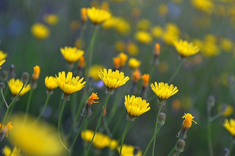 Summer flower flowers nature