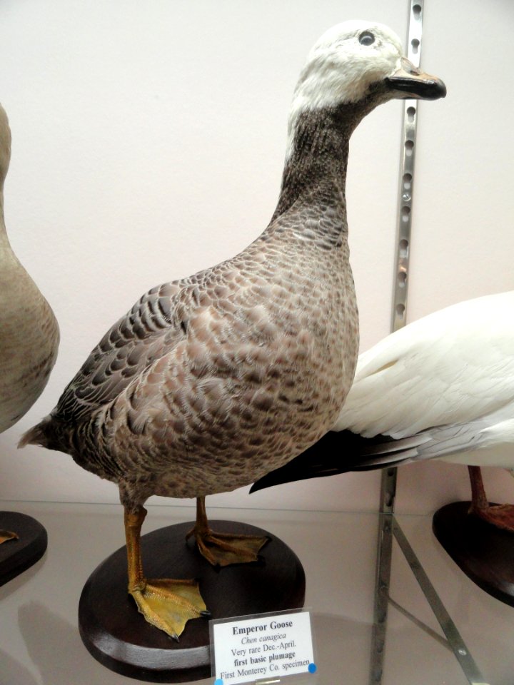 Chen canagica - Pacific Grove Museum of Natural History - DSC06692
