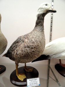 Chen canagica - Pacific Grove Museum of Natural History - DSC06692
