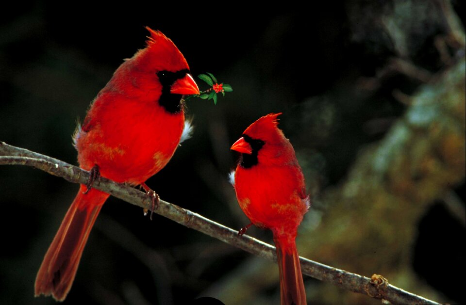 Wild outdoors avian