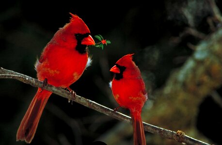 Wild outdoors avian