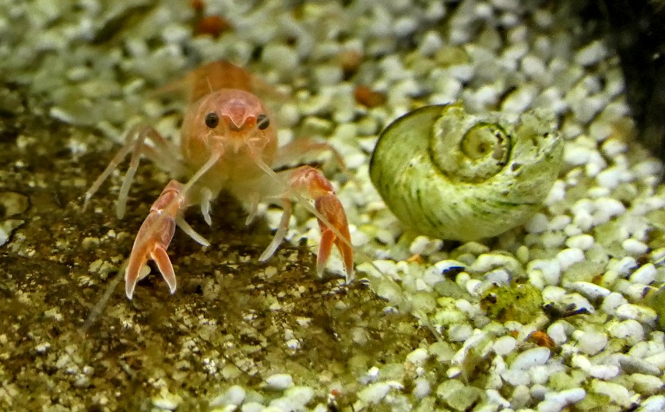 Cherax destructor volcano -baby (5)