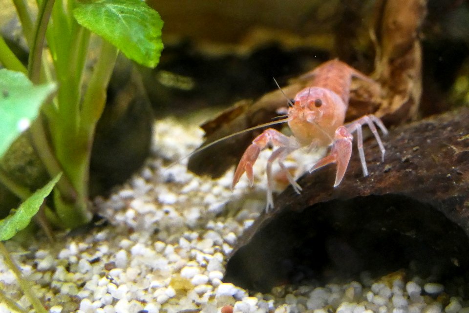 Cherax destructor volcano - baby (3)