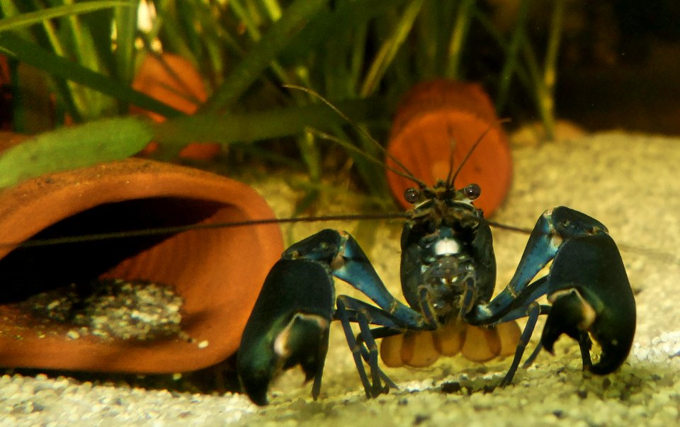 Cherax gherardii - frontal