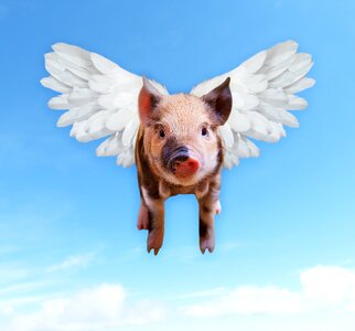 Hog piggy wings