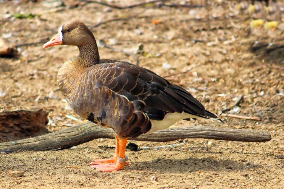 Poultry plumage animal