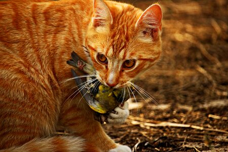 Prey red mackerel tabby red cat