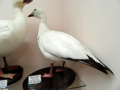 Chen rossii - Pacific Grove Museum of Natural History - DSC06694