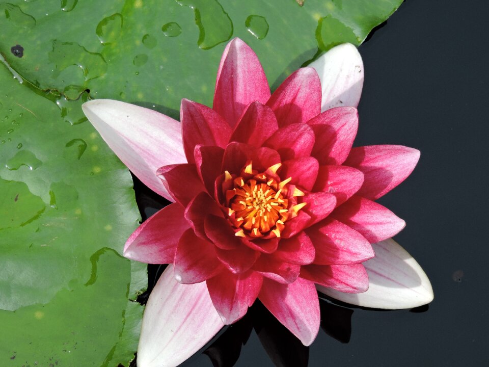 Aquatic plant lake rose blossom photo