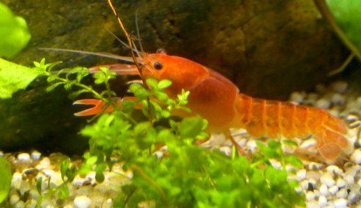 Cherax destructor volcano - baby