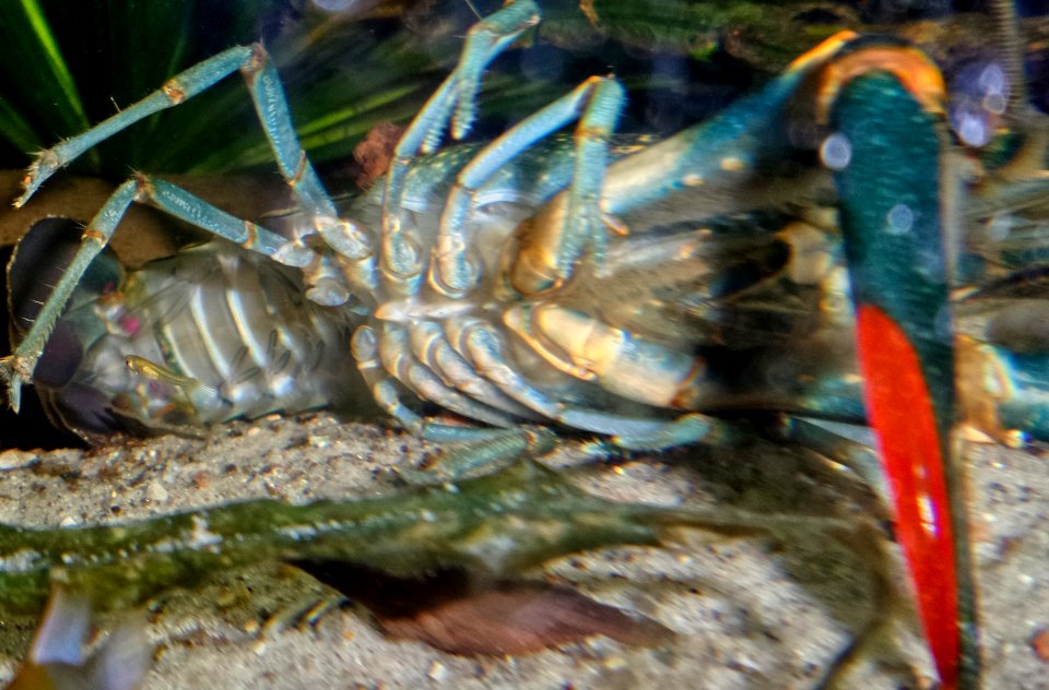 Cherax quadricarinatus - male ventral