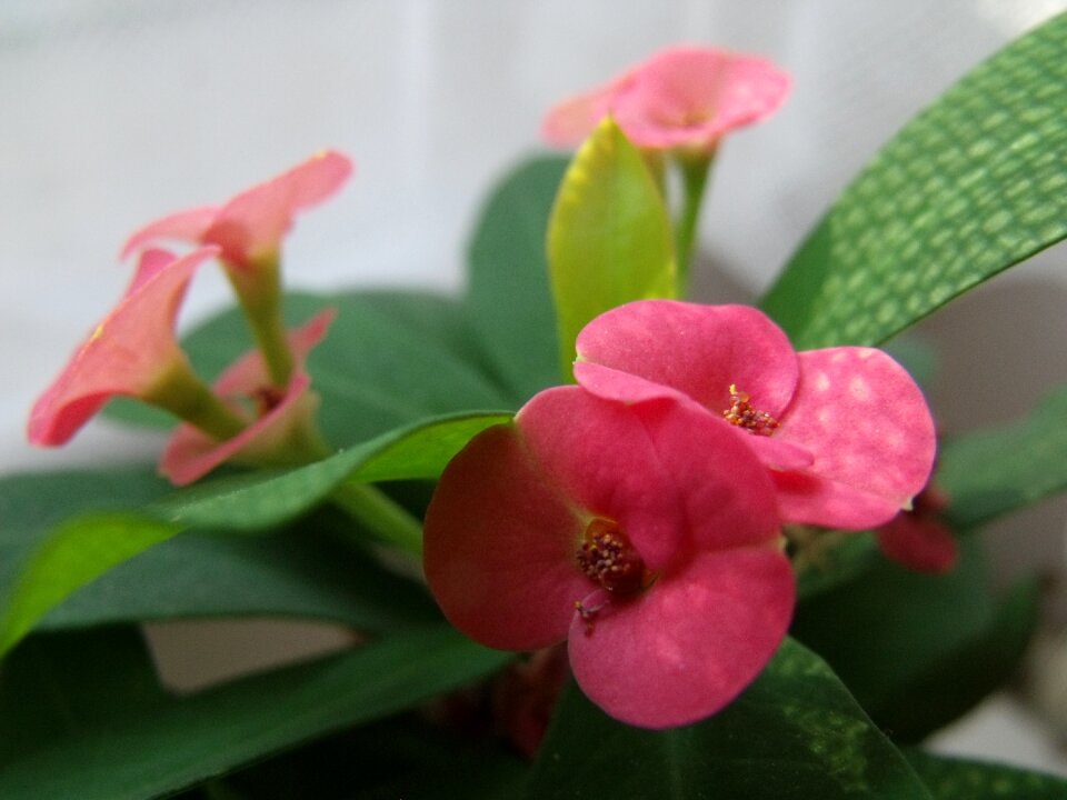 Flower small polka dots