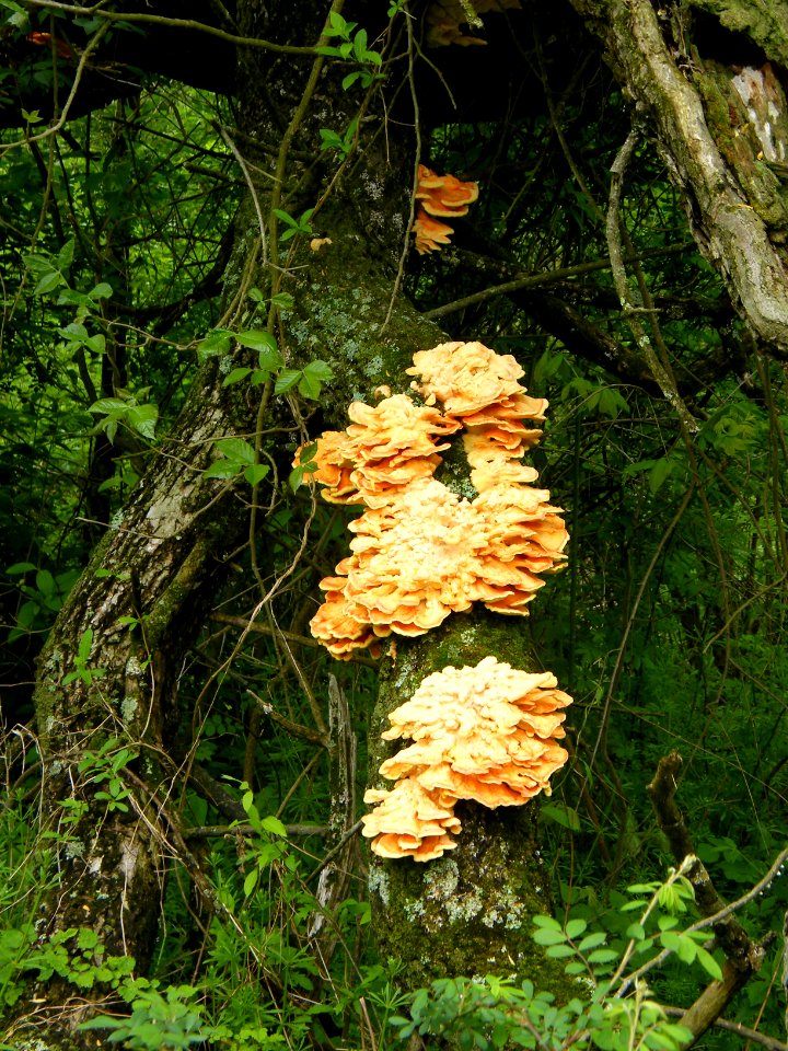 Chicken of the woods