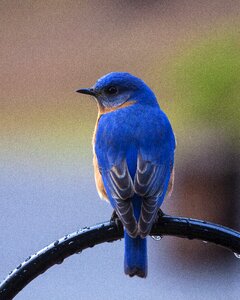 Bluebird on perch nature blue