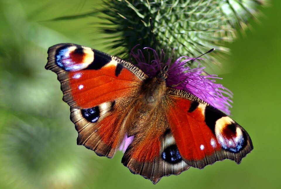 Peacock nature butterflies