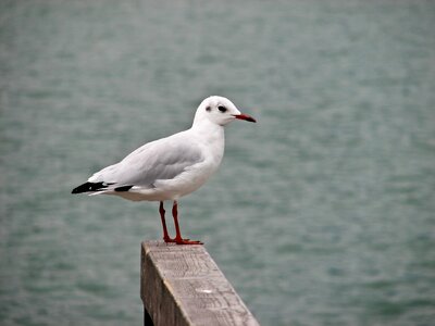 Waterfowl water animals