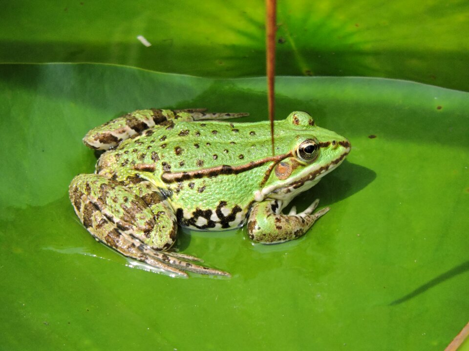 Aquatic animal leaf frog pond