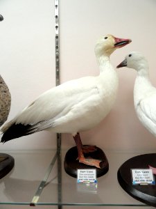 Chen caerulescens - Pacific Grove Museum of Natural History - DSC06693