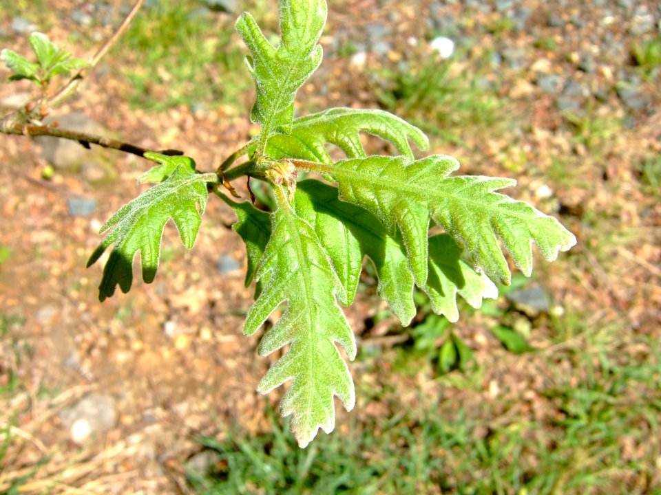 CheneB2